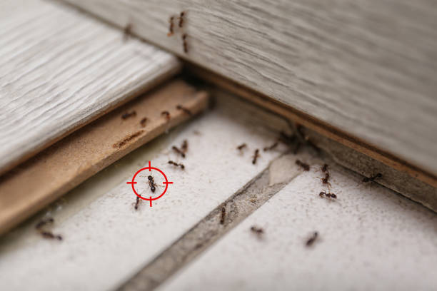 Best Pest Removal Services  in Romoland, CA