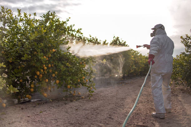 Best Emergency Pest Control  in Romoland, CA