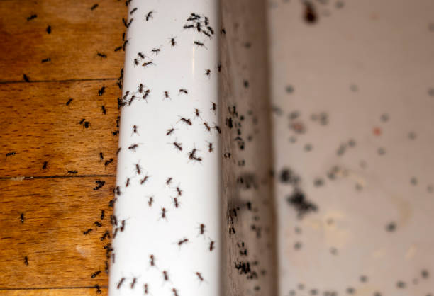 Best Cockroach Control Services  in Romoland, CA