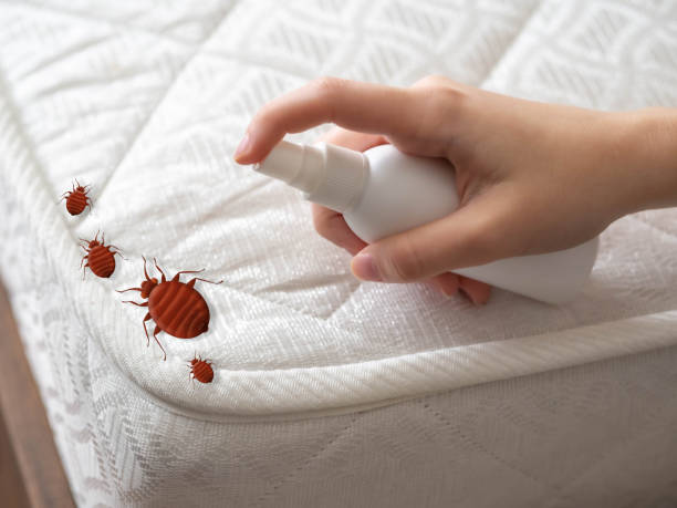 Best Local Pest Control Services  in Romoland, CA