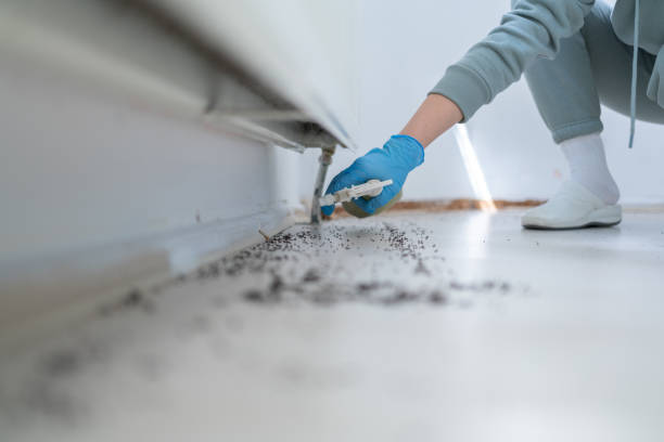 Best Exterminator Services  in Romoland, CA